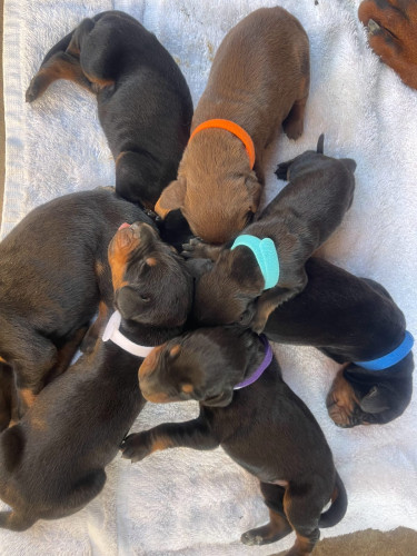 Purebred Doberman Puppies For Sale