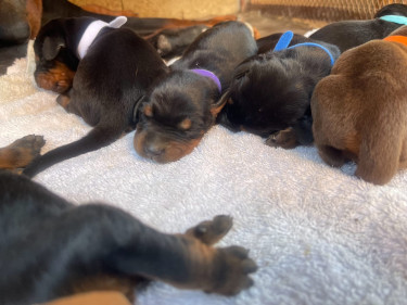 Purebred Doberman Puppies For Sale
