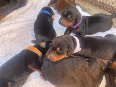 Purebred Doberman Puppies For Sale