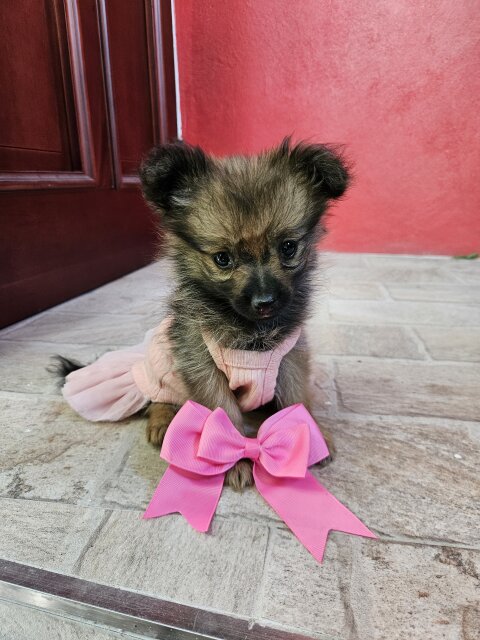 Full Bred Pomeranian