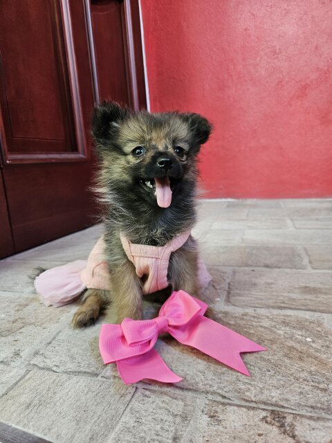 Full Bred Pomeranian Dogs Vineyard Town