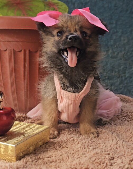 Full Bred Pomeranian