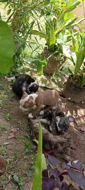 Full Bred Pitbull Pups Dogs Barbican