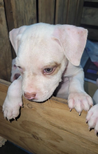 PITBULL PUPS FOR SALE 35K 8762921460