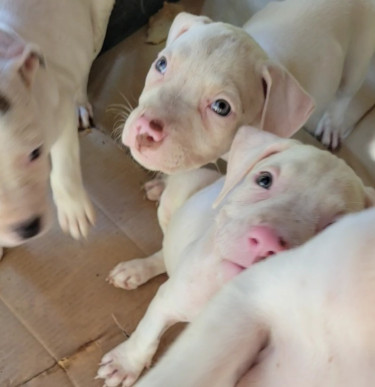 PITBULL PUPS FOR SALE 35K 8762921460 Dogs Kingston