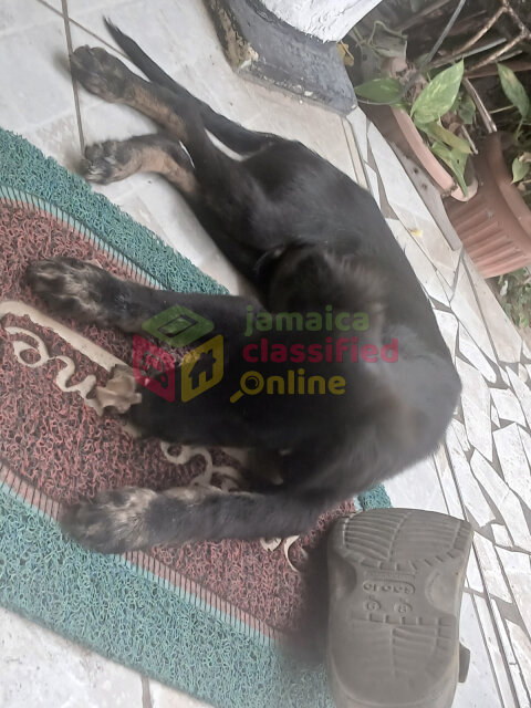 Rotti Shepherd Dogs Portmore