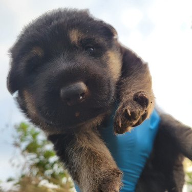 German Shepherd Puppies Available  Dogs Spur Tree
