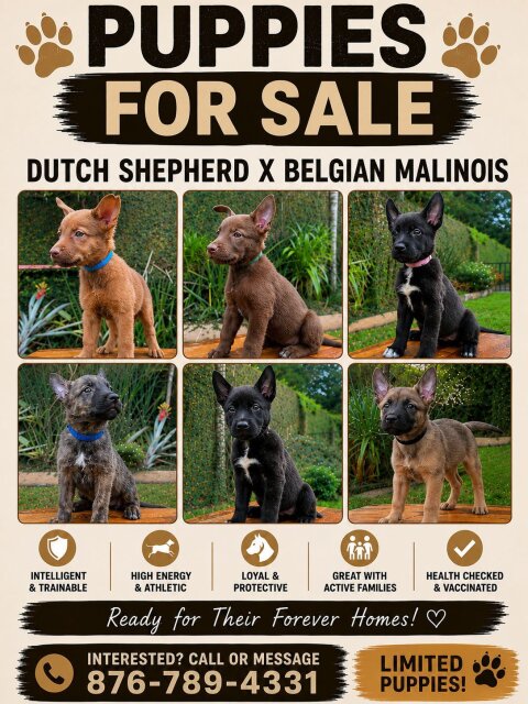 Dutch Shepherd X Malinois Puppies Available Dogs Kingston