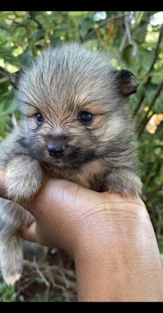 Fullbreed Pomeranian Puppies