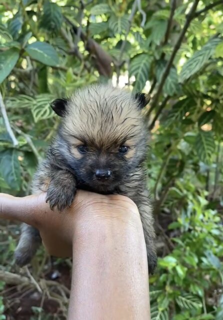 Fullbreed Pomeranian Puppies