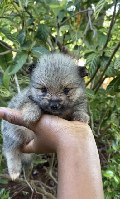 Fullbreed Pomeranian Puppies