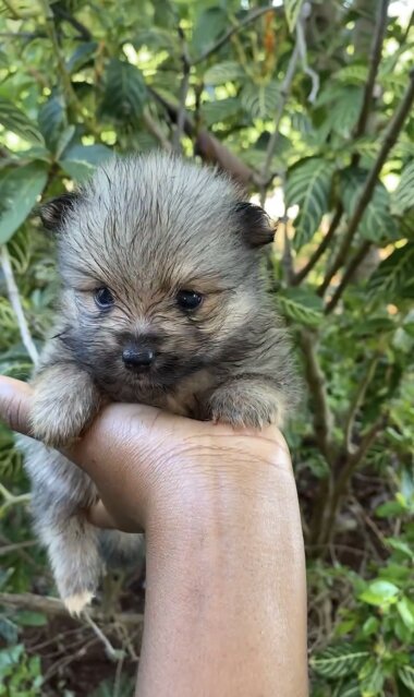 Fullbreed Pomeranian Puppies Dogs Spanish Town