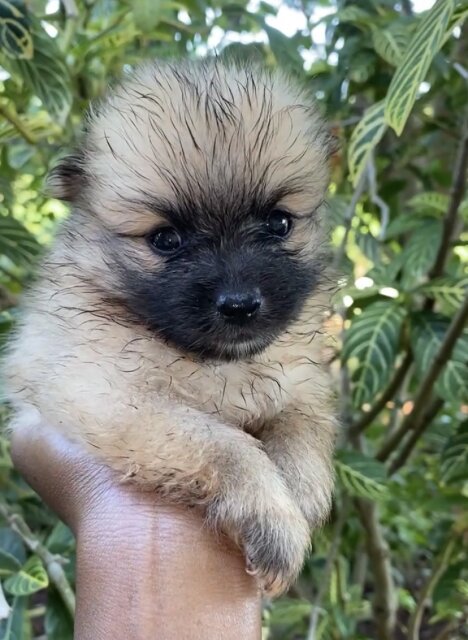 Fullbreed Pomeranian Puppies