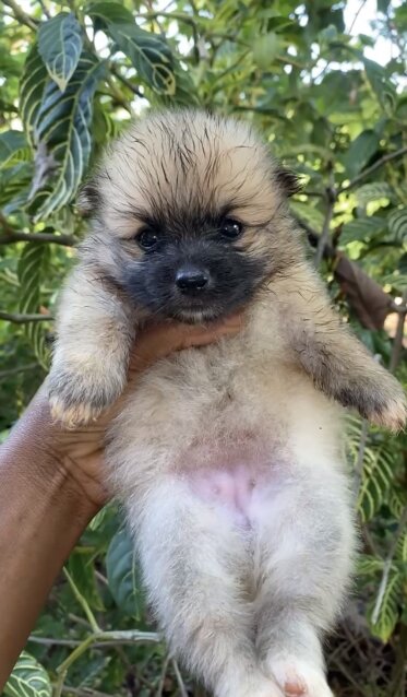 Fullbreed Pomeranian Puppies