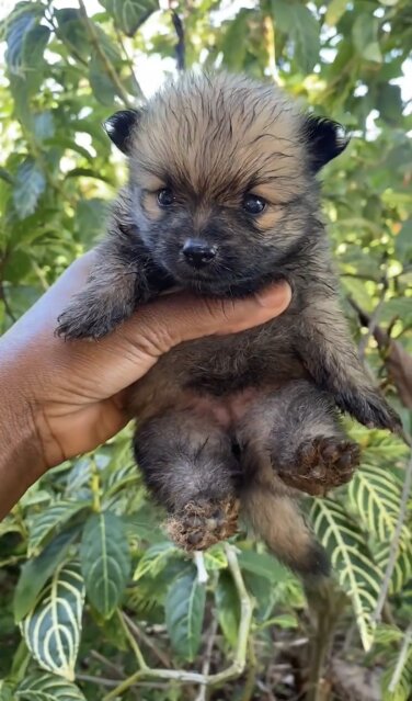 Fullbreed Pomeranian Puppies