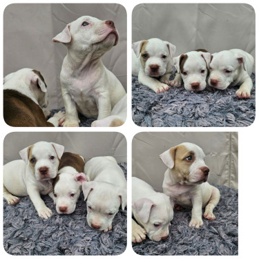 Bully Female Pups  Dogs Angels Spanish Town 