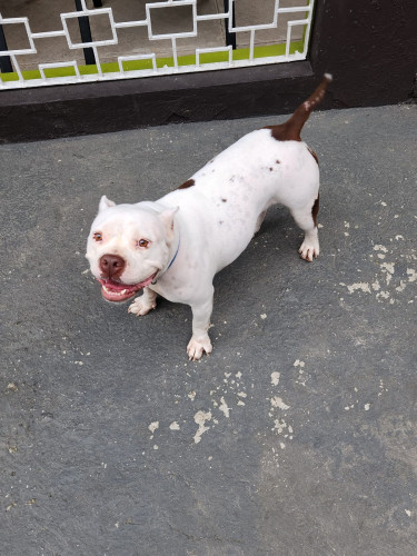 Bully Female Pups 