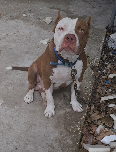 Bully Female Pups 