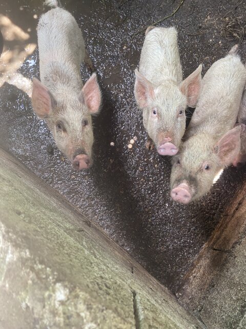 Young Healthy Pigs For Sale ? Other Market Portland