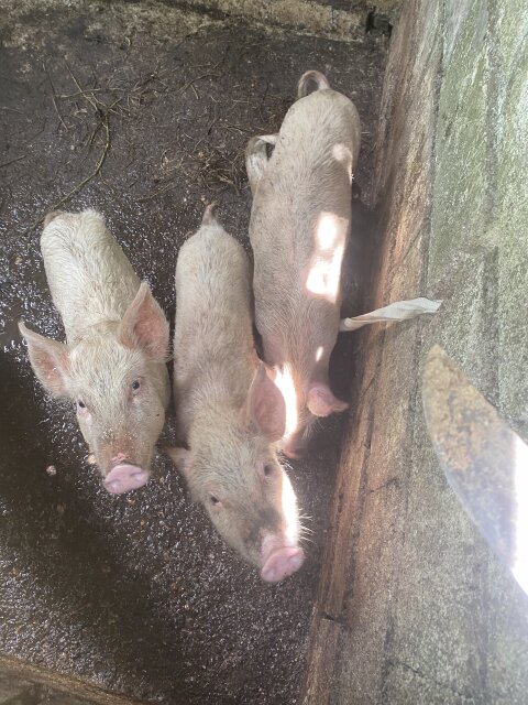 Young Healthy Pigs For Sale ?