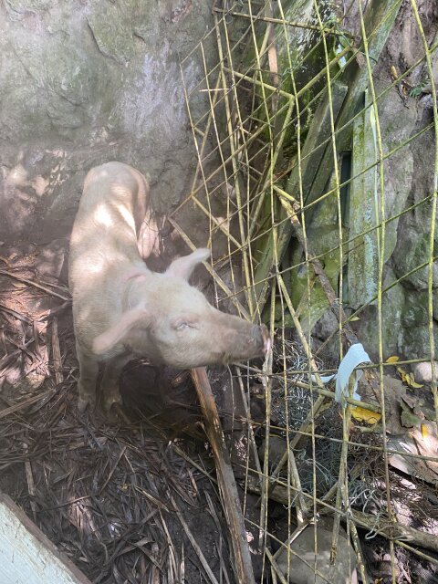 Young Healthy Pigs For Sale ?