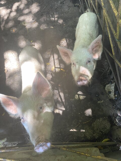 Young Healthy Pigs For Sale ?