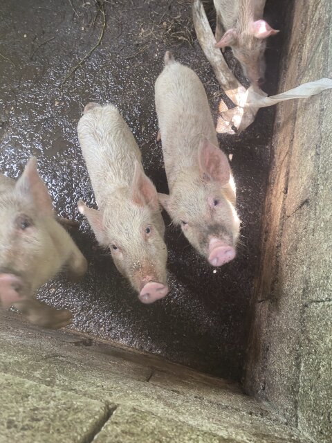Young Healthy Pigs For Sale ?
