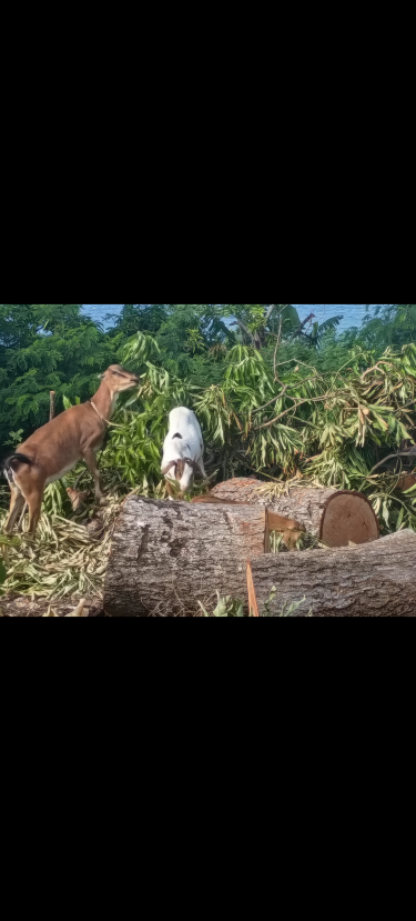 Multiple Goats  Livestock Annato Bay, Robins Bay