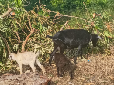 Multiple Goats 