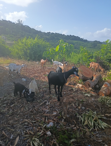 Multiple Goats 