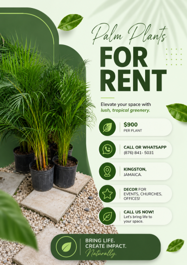 Palm Plants For Rent Cheap Other Market New Kgn