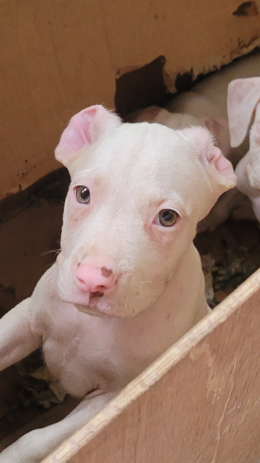 PITBULL PUPS UP FOR SALE 30K CONTACT 8762921460 Dogs Kingston