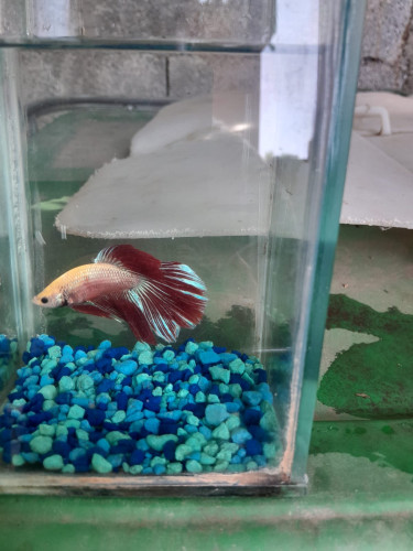 Fighter Fish For Sale