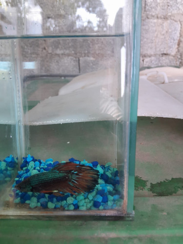 Fighter Fish For Sale