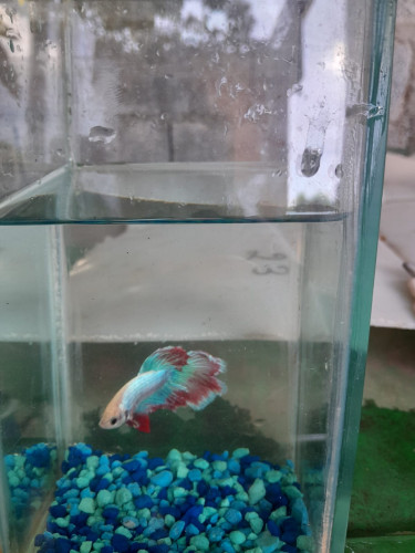Fighter Fish For Sale