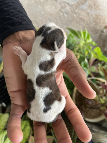 Shih Tzu/Havanese Mix Available In A Month Time 