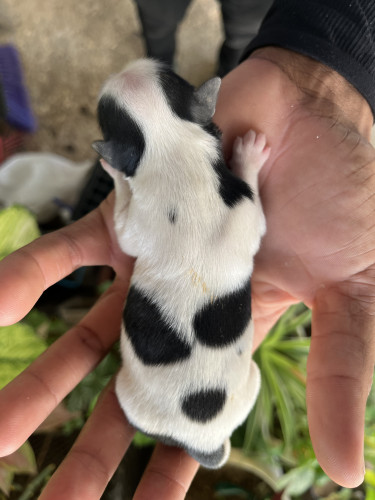 Shih Tzu/Havanese Mix Available In A Month Time 