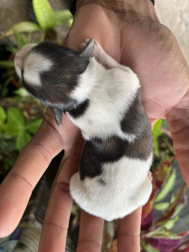 Shih Tzu/Havanese Mix Available In A Month Time  Dogs Montego Bay
