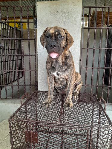 Female Mastiff Pup
