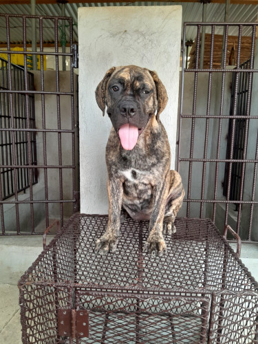 Female Mastiff Pup Dogs Old Habour