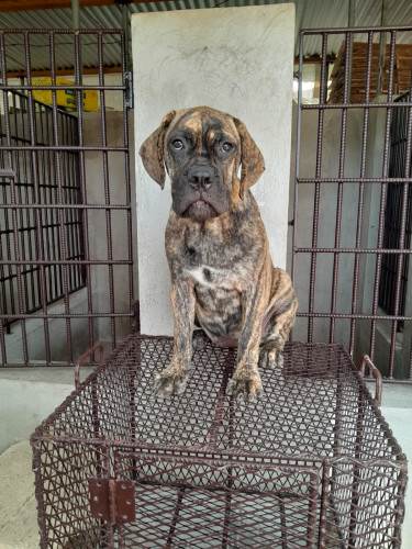 Female Mastiff Pup