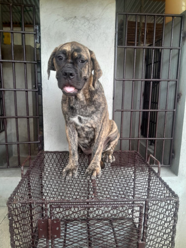 Female Mastiff Pup