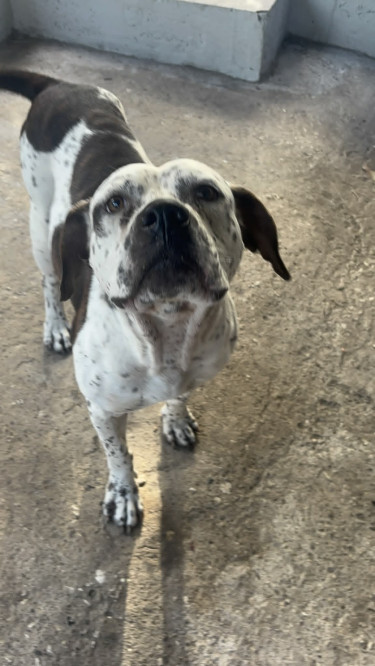 Catahoula–Pit Bull