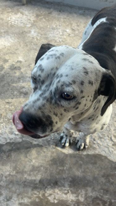 Catahoula–Pit Bull