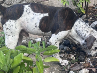 Catahoula–Pit Bull
