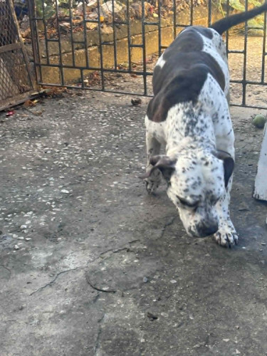 Catahoula–Pit Bull Dogs Redhills