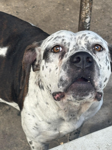 Catahoula–Pit Bull