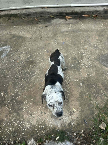 Catahoula–Pit Bull
