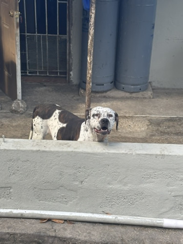 Catahoula–Pit Bull