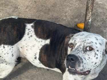 Catahoula–Pit Bull